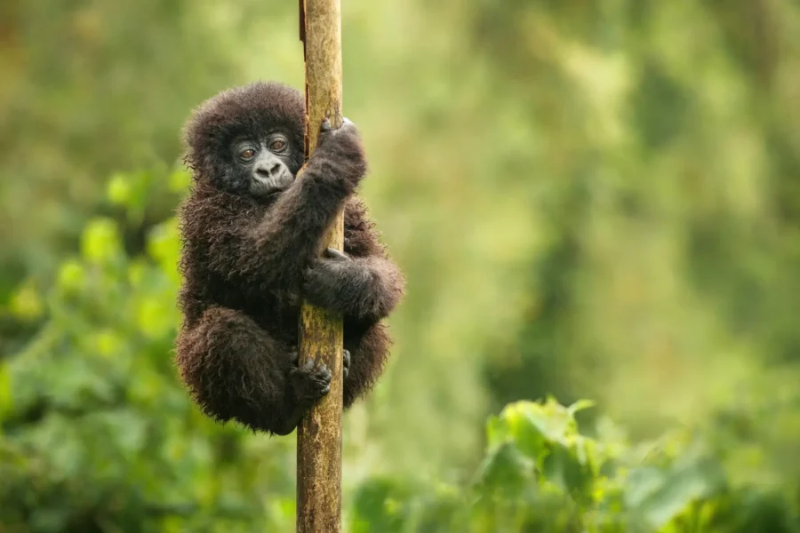 Bjerggorilla unge i Rwanda, Afrika