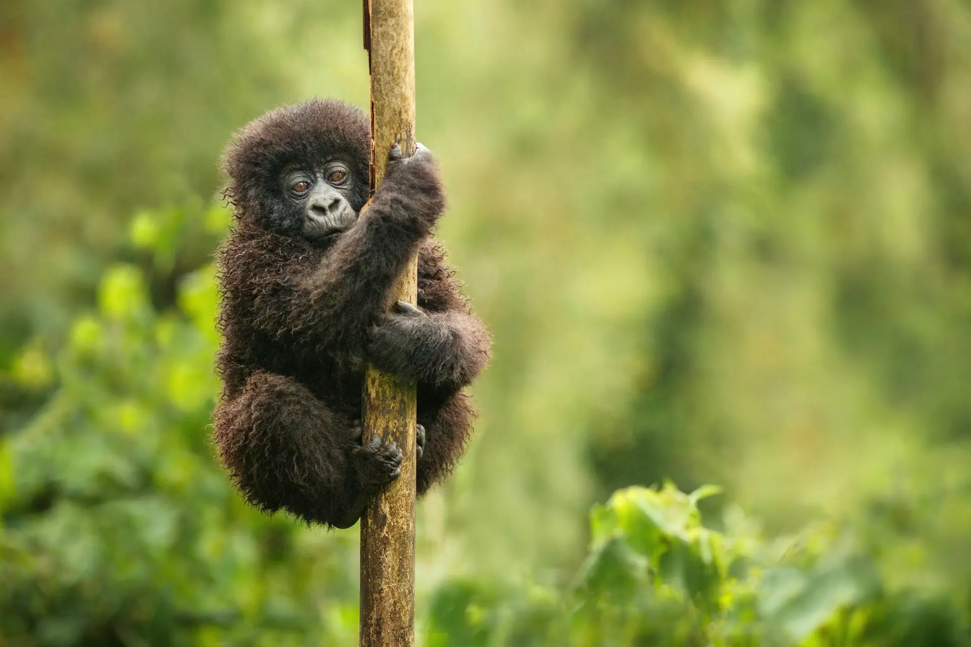 Bjerggorilla unge i Rwanda, Afrika