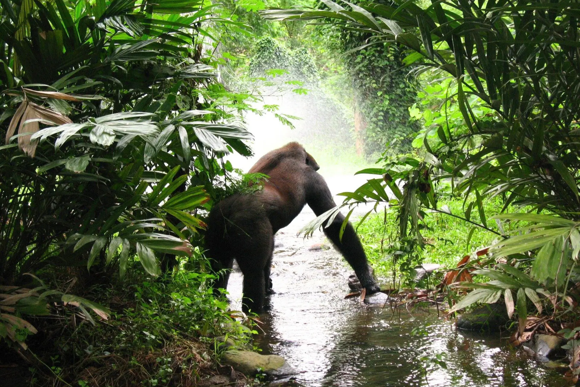 Bjerggorilla ved vandløb i Rwanda, Afrika