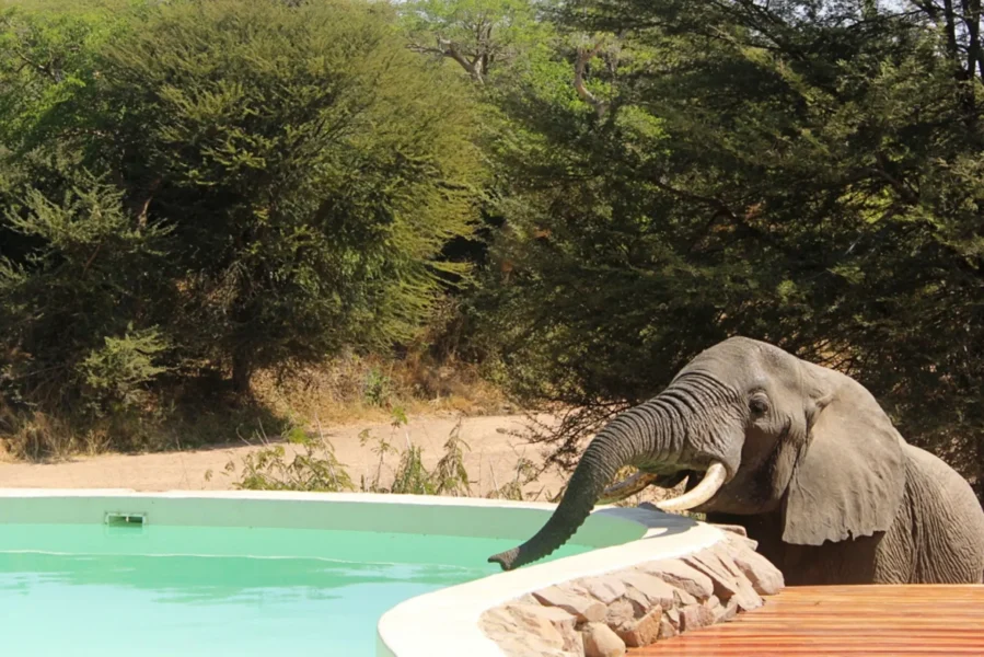 Tørstig elefant ved poolen på Laba Jongomero i Tanzania, Afrika