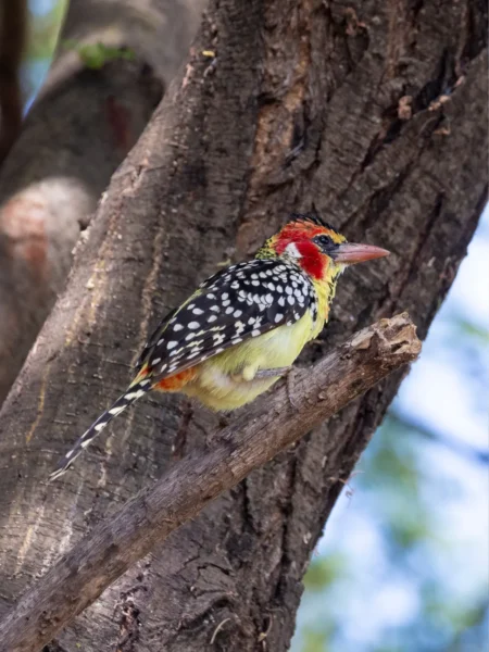Pragtperskægfugl ved Lake Manyara, Tanzania