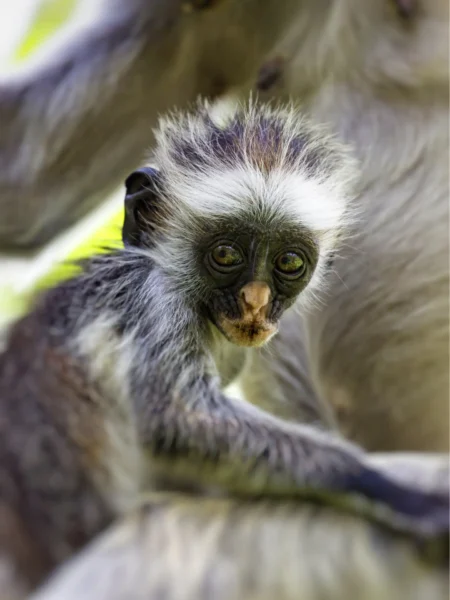 Colobus abeunge på Zanzibar