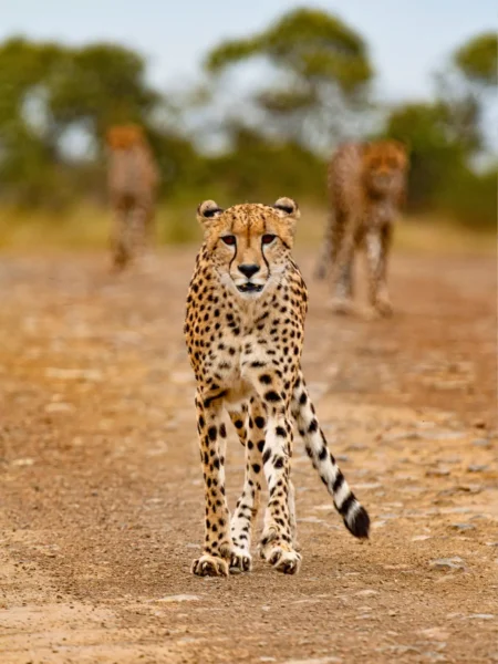 Mød leoparder under en safari i Zimbabwe, Afrika