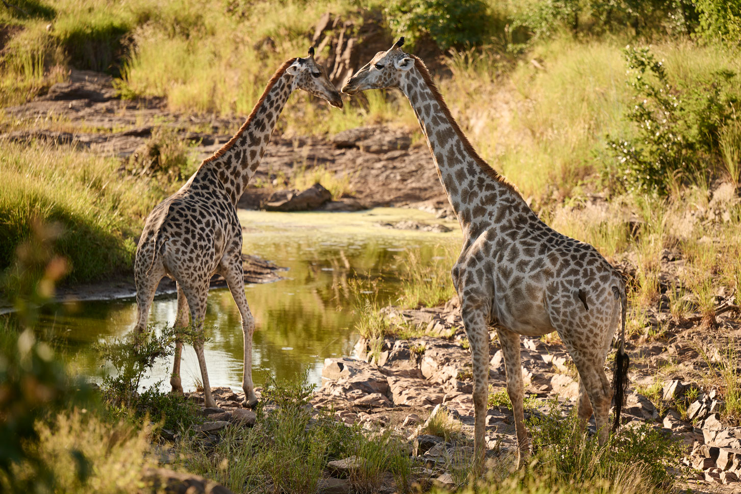Giraffer ved Victoria Falls River Lodge, Zimbabwe