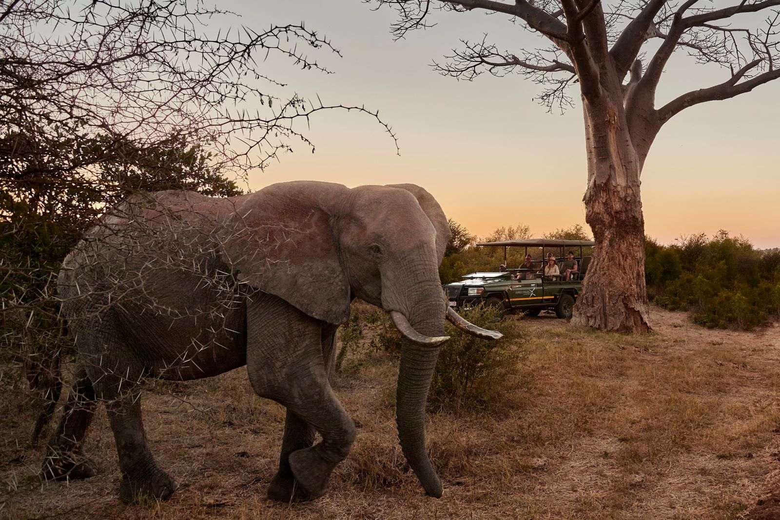 Safari med Victoria Falls River Lodge, Zimbabwe