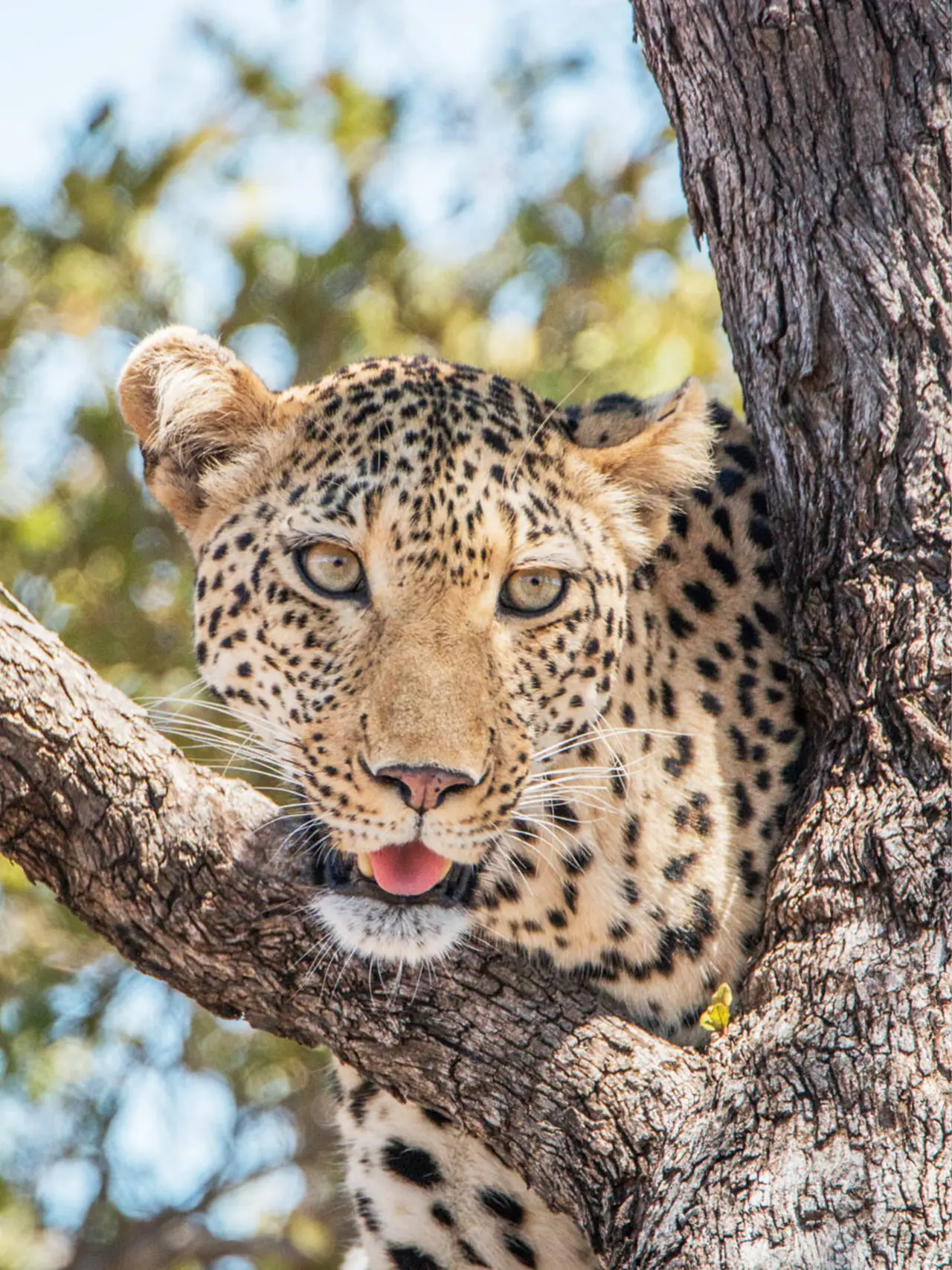 En leopard slapper af i et træ i Zimbabwe, Afrika