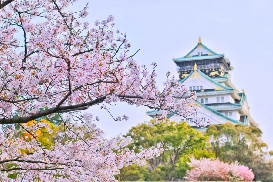 Kirsebærtræerne blomstrer i Japan