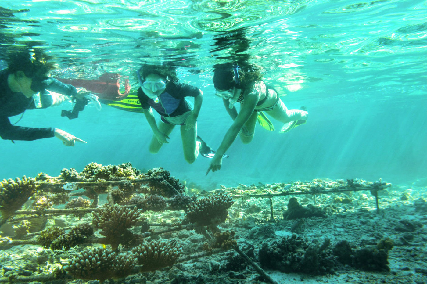 Koral genopretning ved COMO Maalifushi, Maldiverne