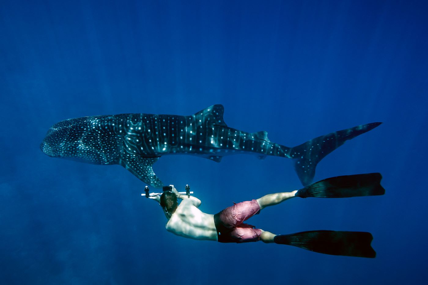 Dyk eller snorkle med de smukke hvalhajer ved One&Only Reethi Rah, Maldiverne