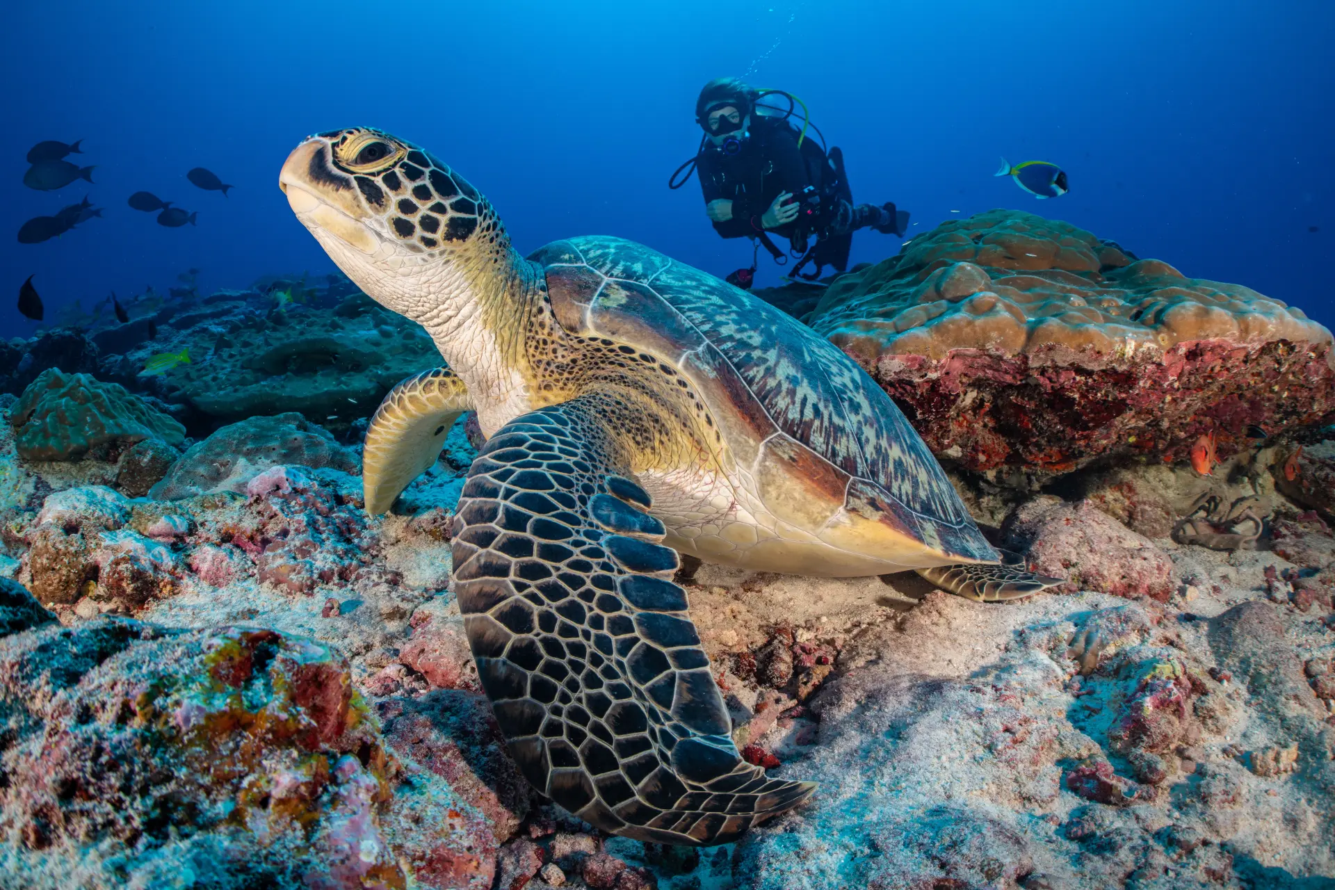 Dyk med skildpadder og manta rays ved Six Senses Laamu, Maldiverne