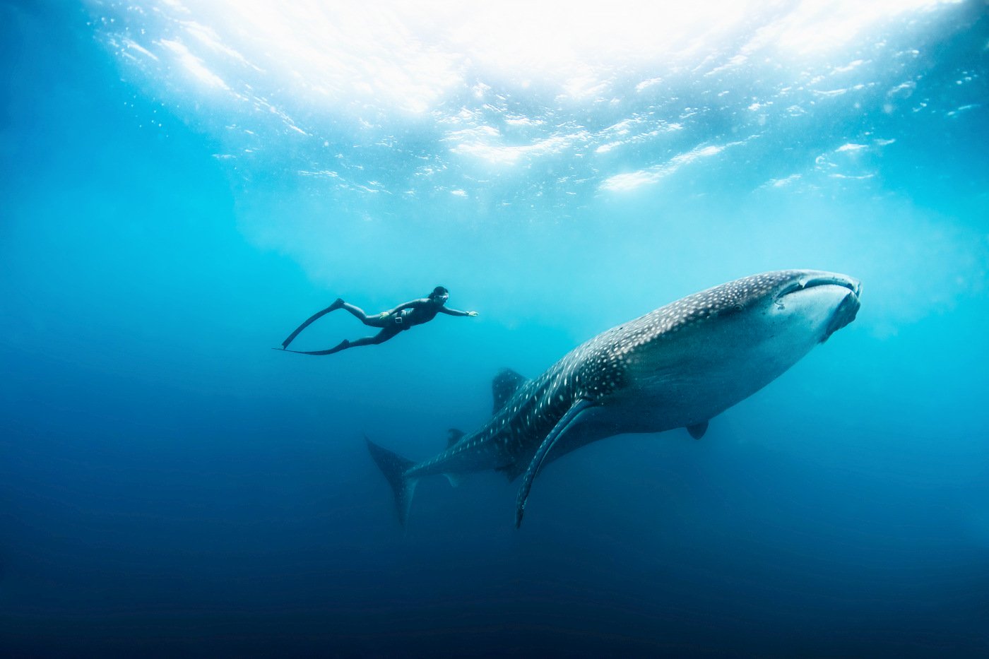 Dyk eller snorkle med en hvalhaj under ferien på Soneva Fushi, Maldiverne