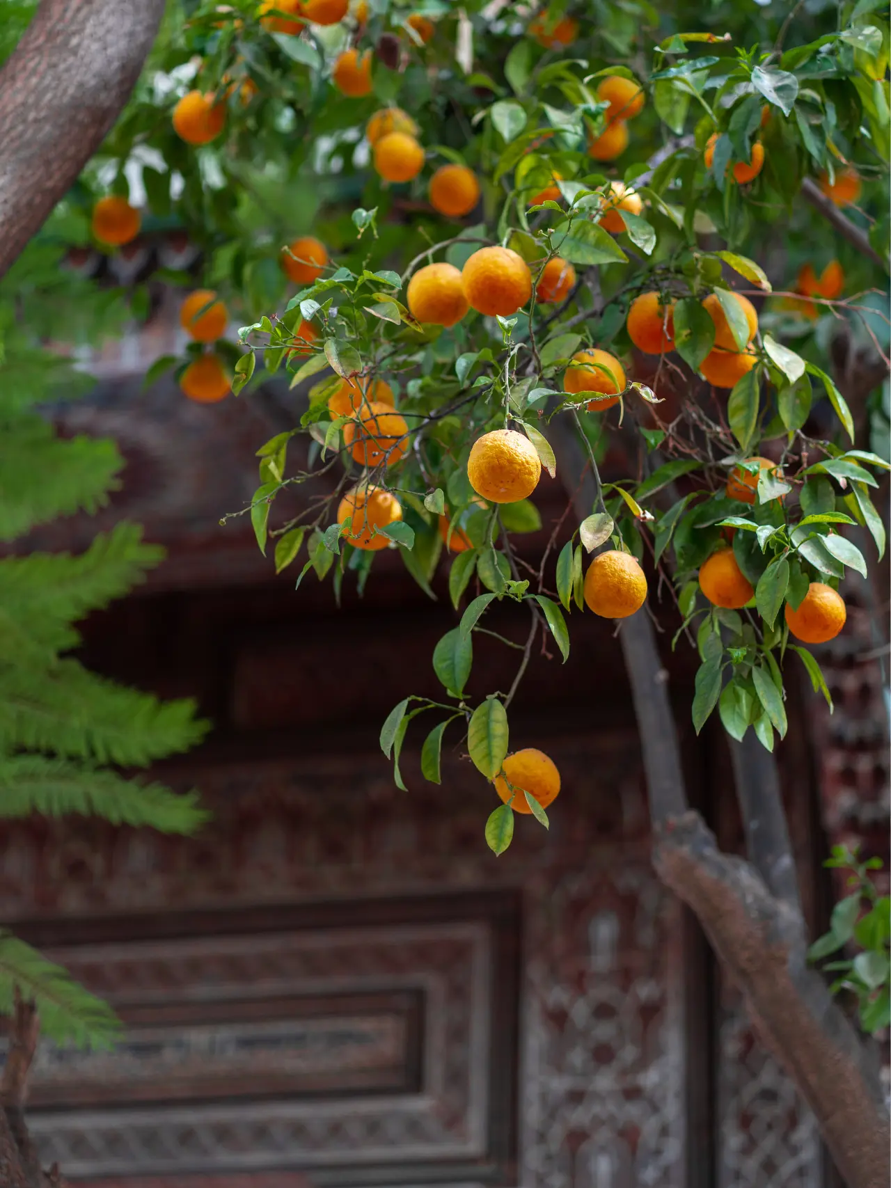 Appelsintræ ved riad i Marokko