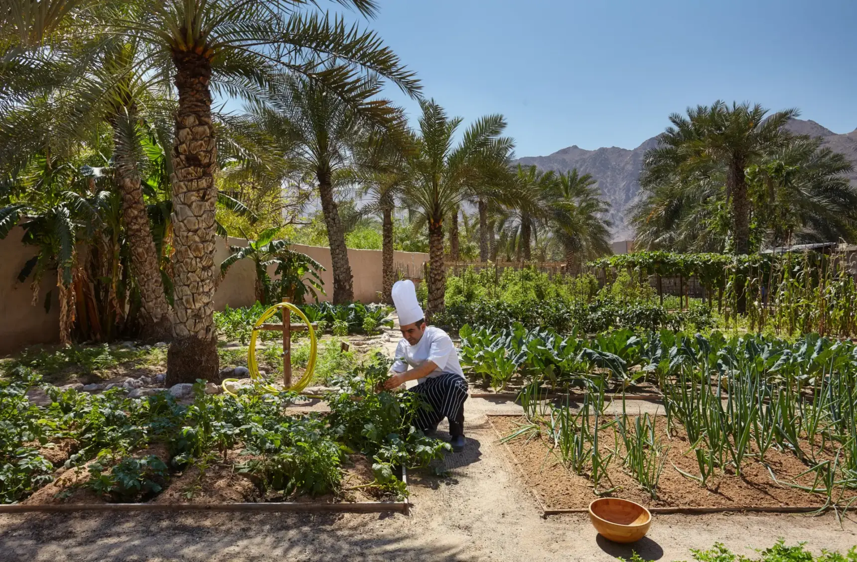 Kokken i køkkenhaven på Six Senses Zighy Bay, Oman