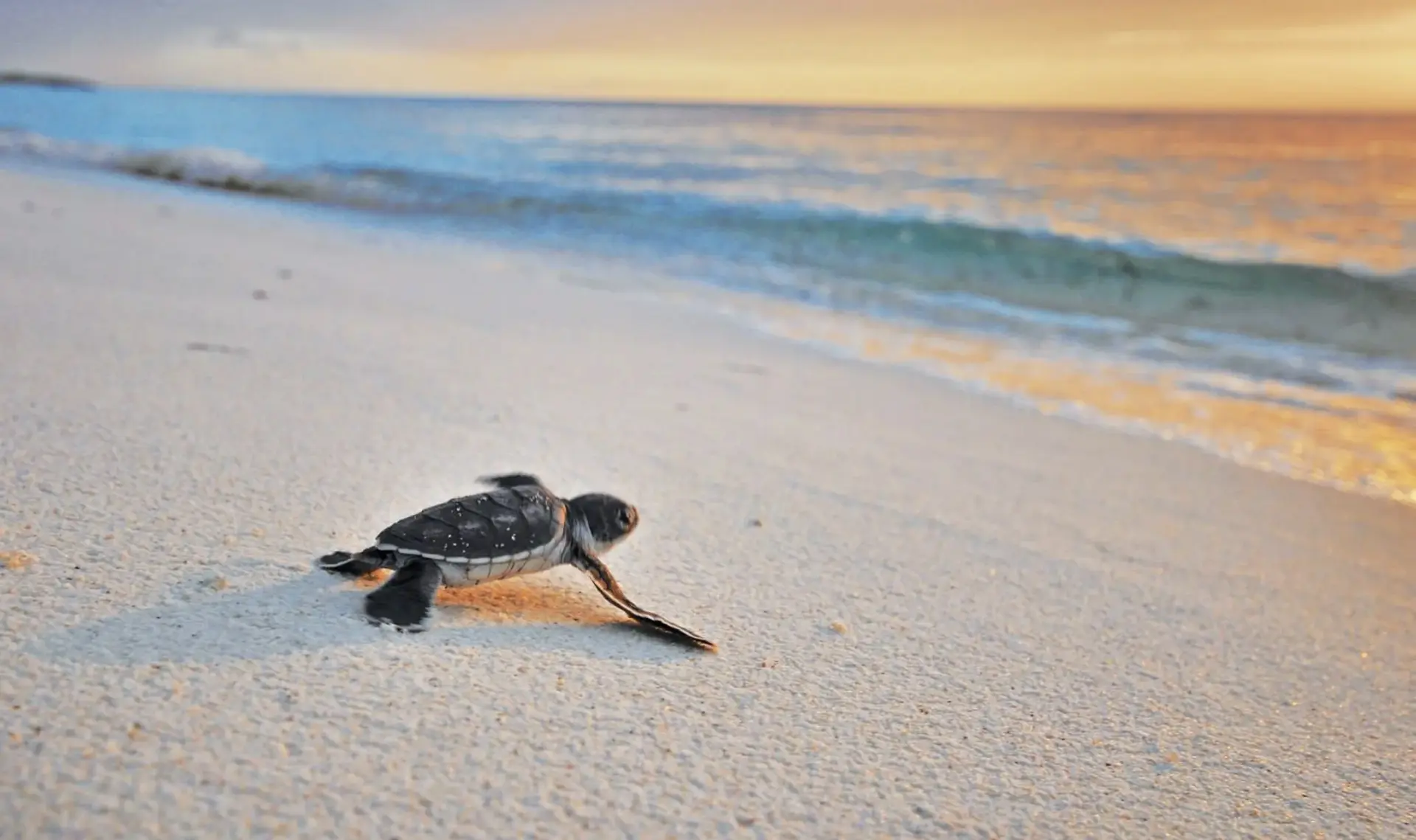 Oplev en nyudklækkede skildpaddeunge på Alphonse Island, Seychellerne