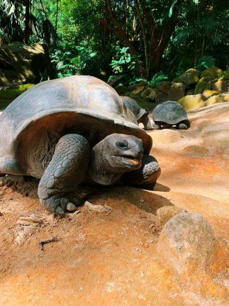 Kæmpe skildpadder på Seychellerne