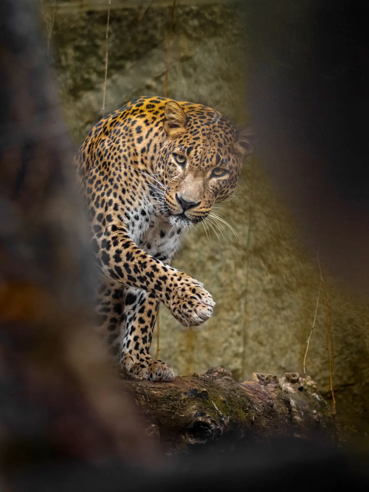 Leopard i Yala National Park på Sri Lanka