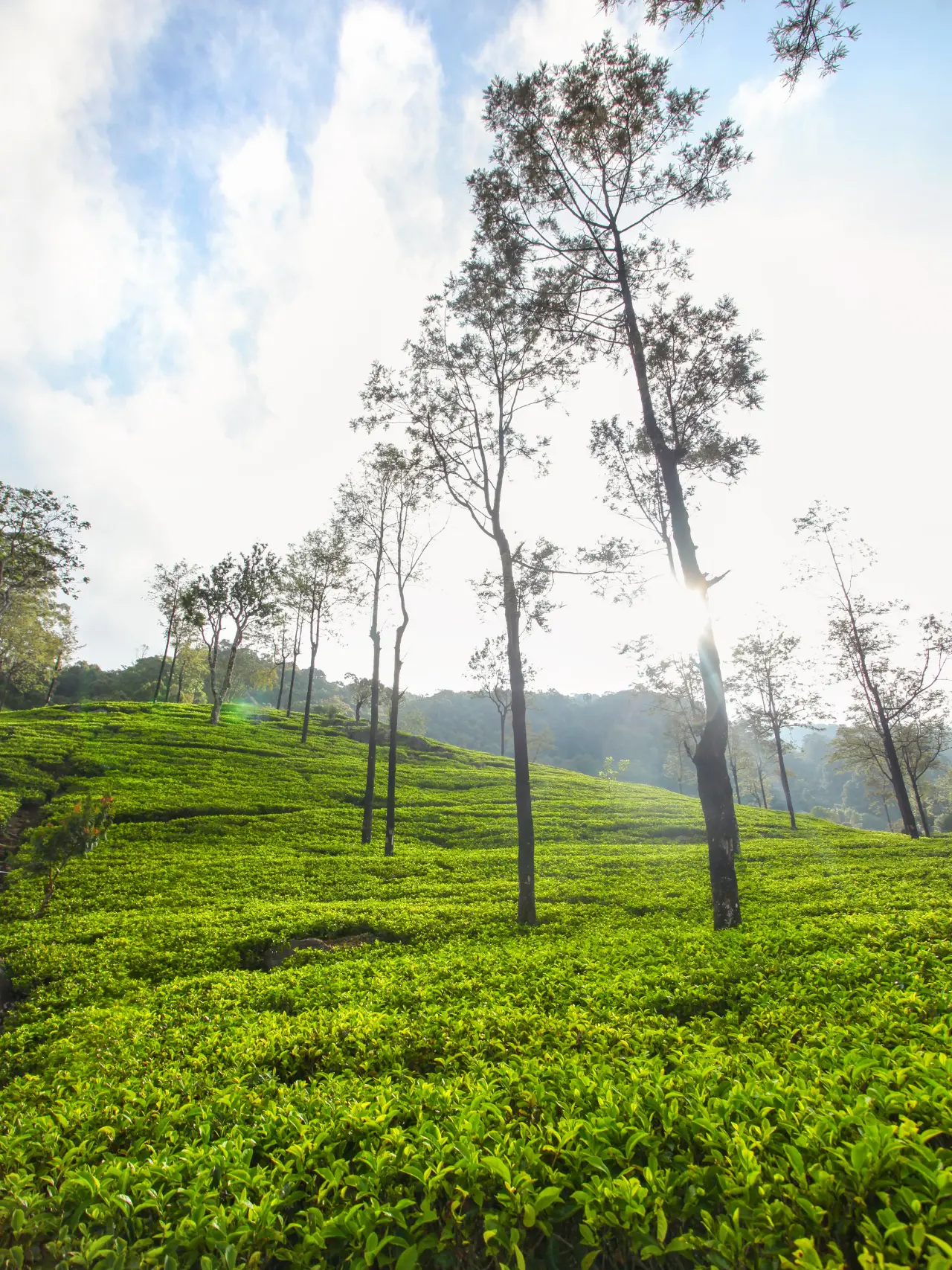 Morgendis over teplantager på Sri Lanka