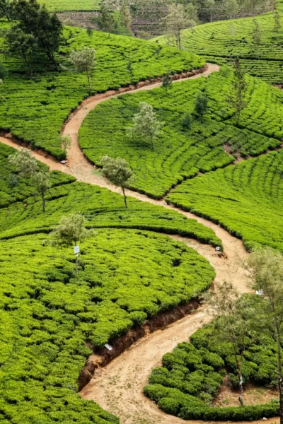 Stier gennem store teplantager på Sri Lanka