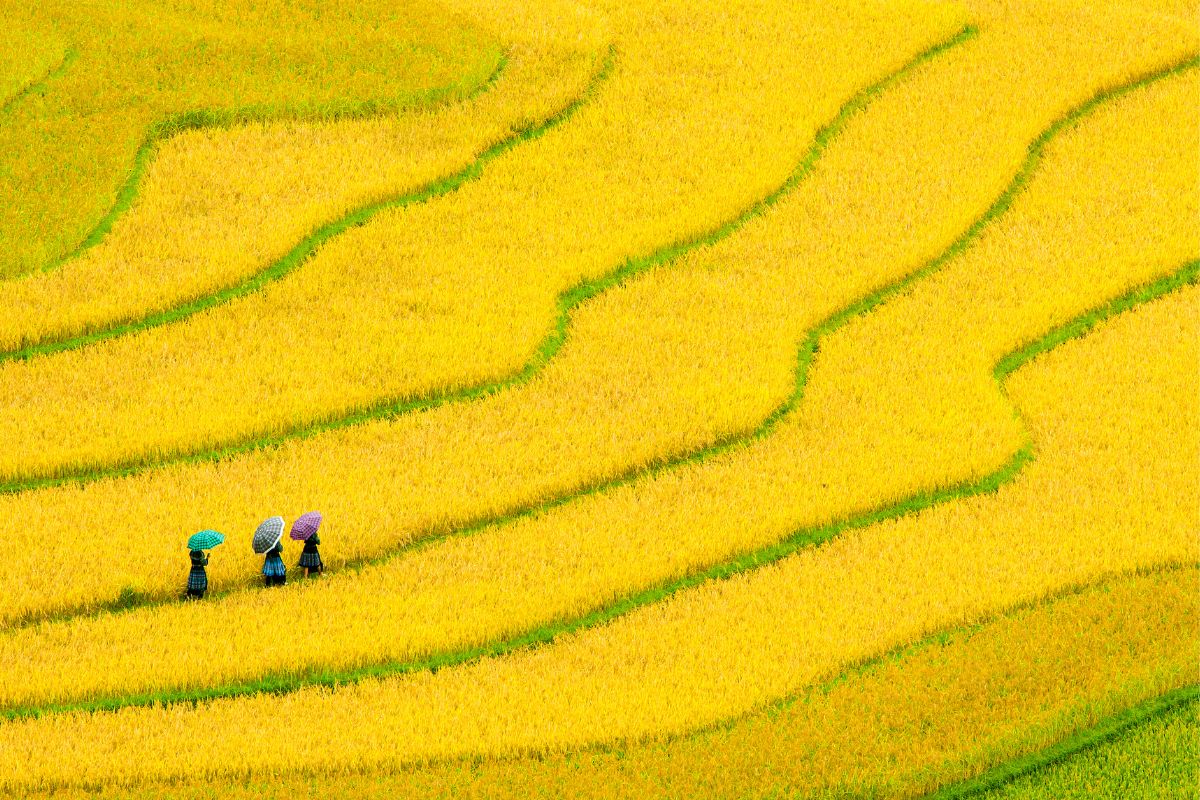 Tre kvinder i risterrasser i Vietnam