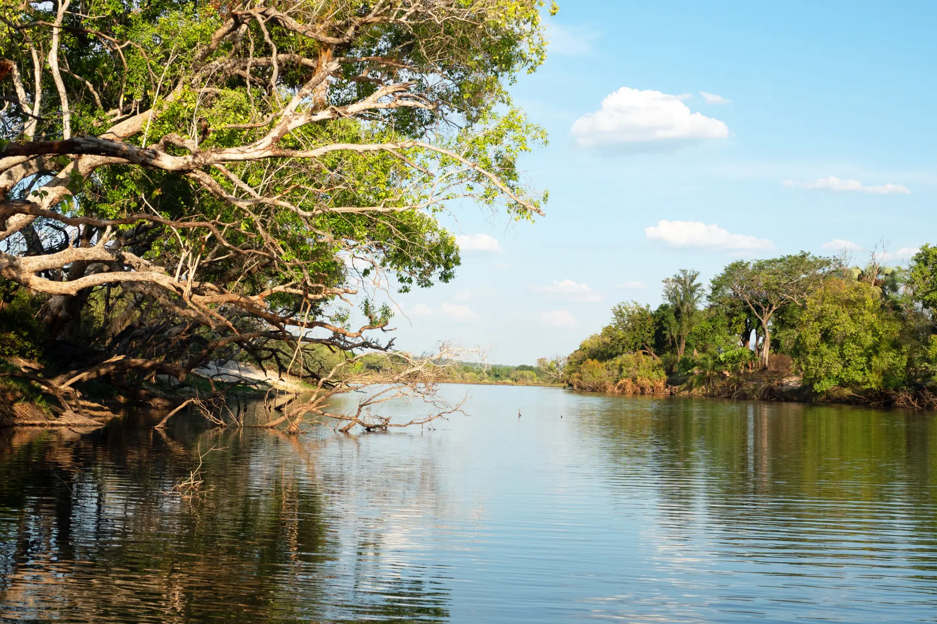 Stille flyder floden Zambezi i Zimbabwe