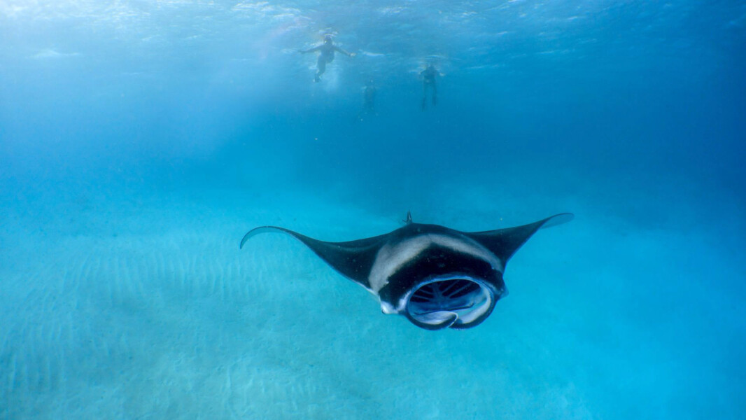 Snorkling med manta ray på Amilla Maldives på Maldiverne