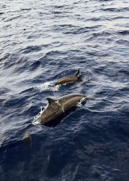 Dolphin Cruise Soneva Jani, Maldiverne