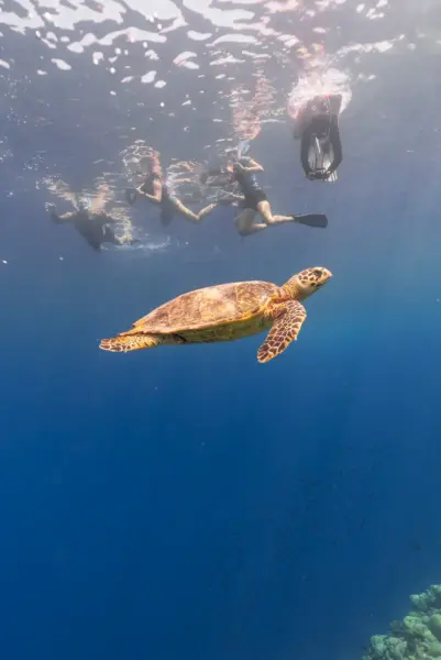 snorkling Soneva Jani, Maldiverne