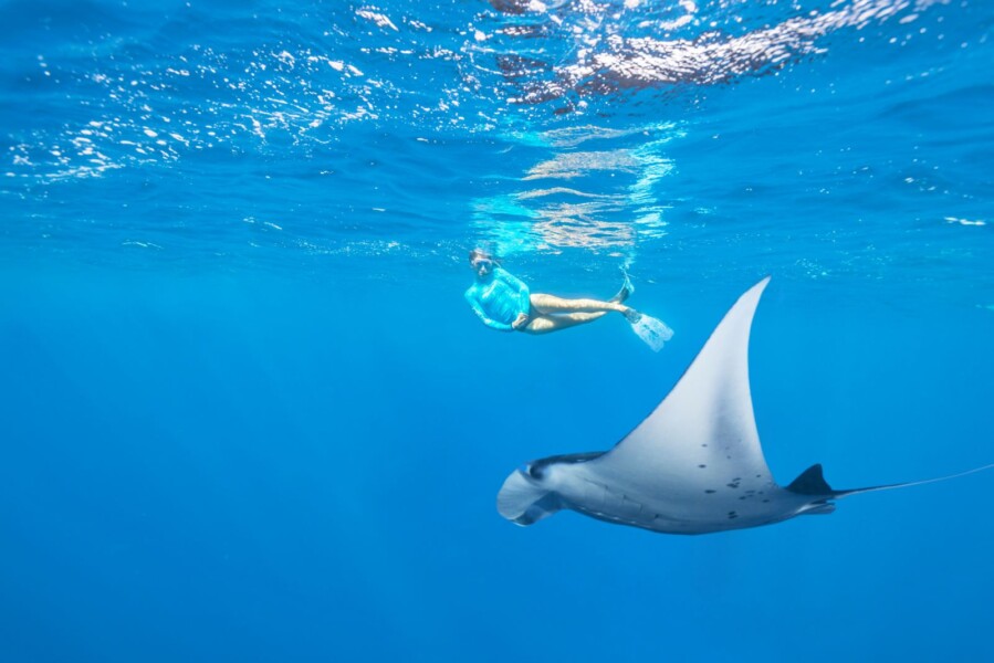 Snorkling med Manta Rays på Alponse Island på Seychellerne