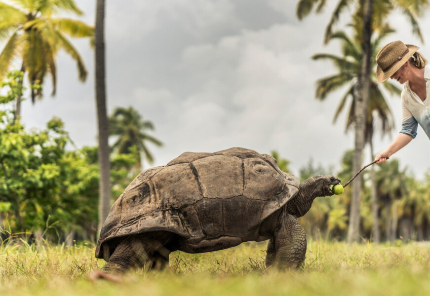 Skildpadde på Four Seasons Desroches på Seychellerne
