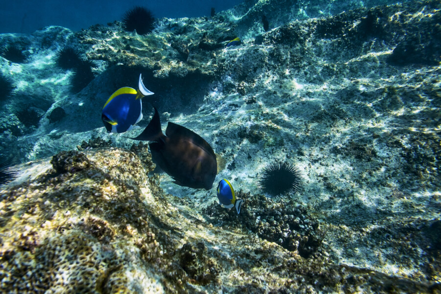 Snorkling på Six Senses Zil Payson på Seychellerne