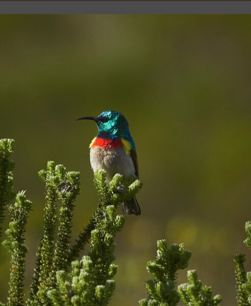 Fuglesafari fra Grootbos Private Nature Reserve i Sydafrika