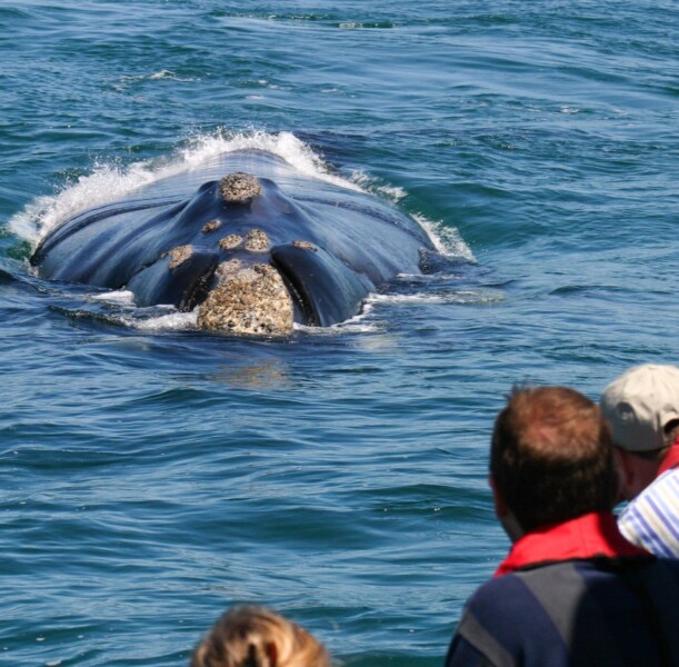Hvalsafari fra Grootbos Private Nature Reserve, Sydafrika