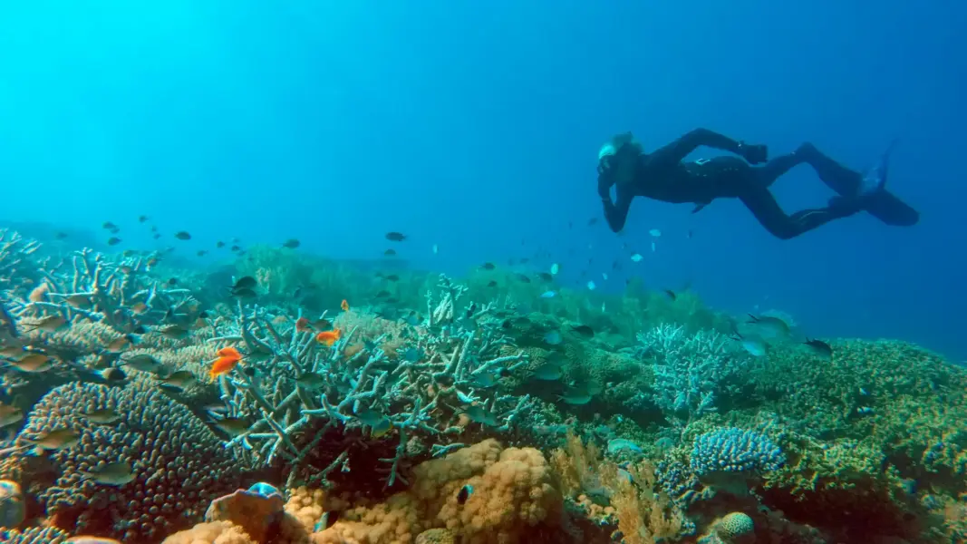 Dykning ved Laba Fanjove Island, Tanzania
