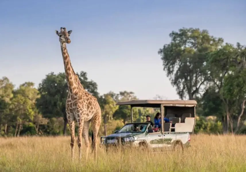 Game jeep safari på Little Govenors Camp i Kenya