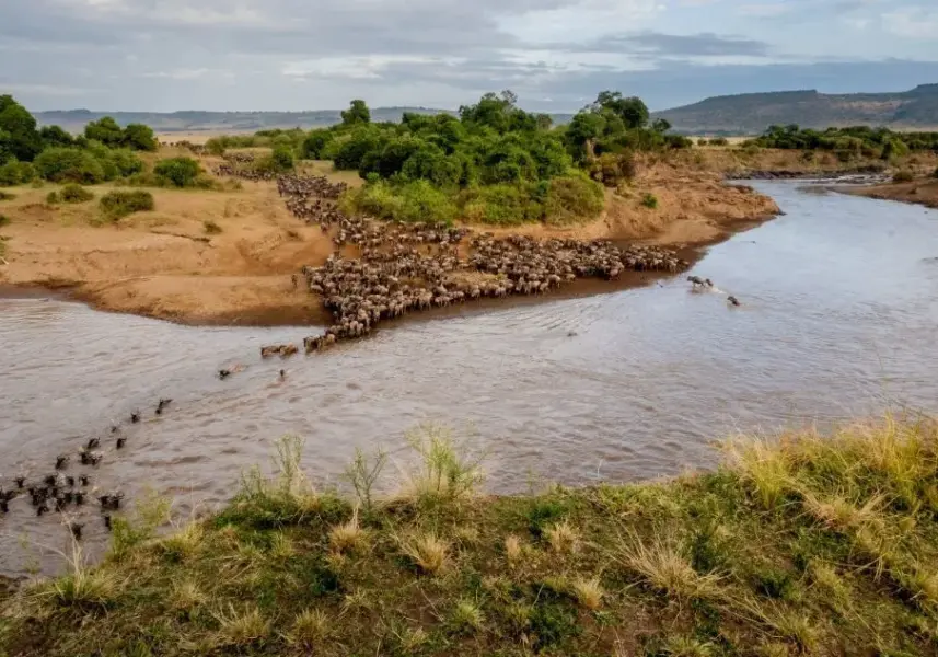 Wildbeest migration på Little Govenors Camp i Kenya