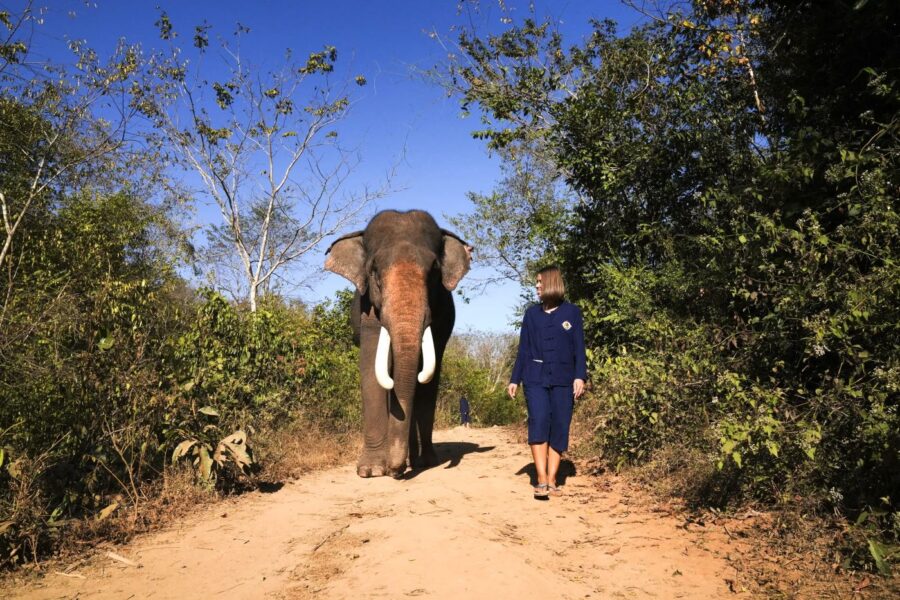 Besøg elefant reservatet Manifa Elephant Sanctuary i Laos