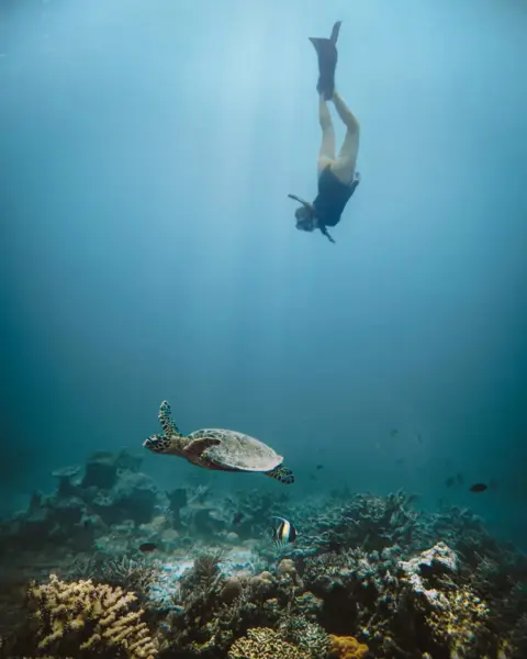 Snorkeling med skildpadder på Joali - Maldiverne