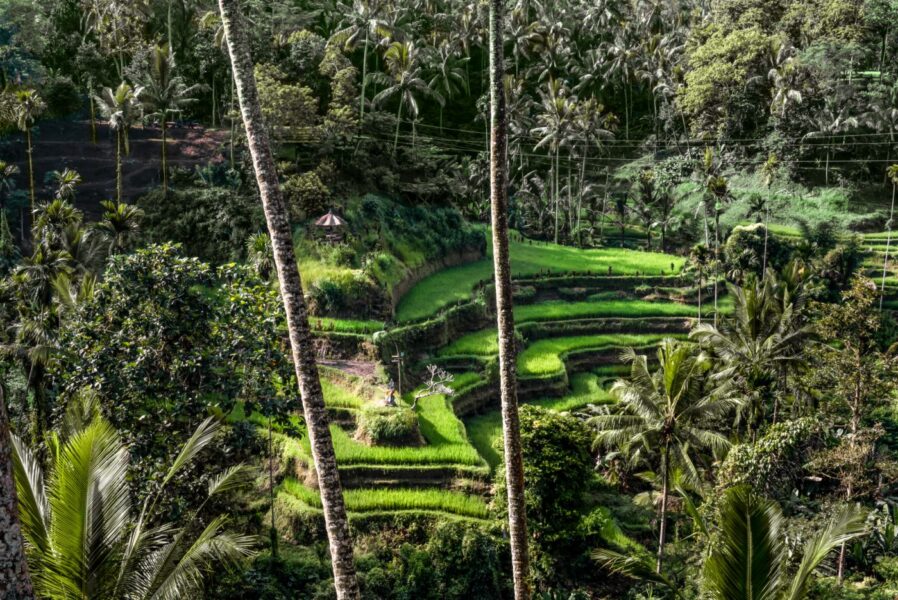 Oplev ris terrasserne i Tegallalang under ferien på Amandari, Bali