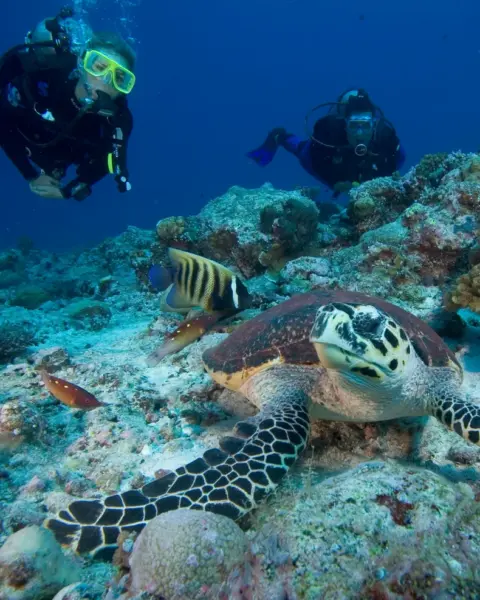 Snorkling og dykning på Six Senses Zighy Bay, Oman