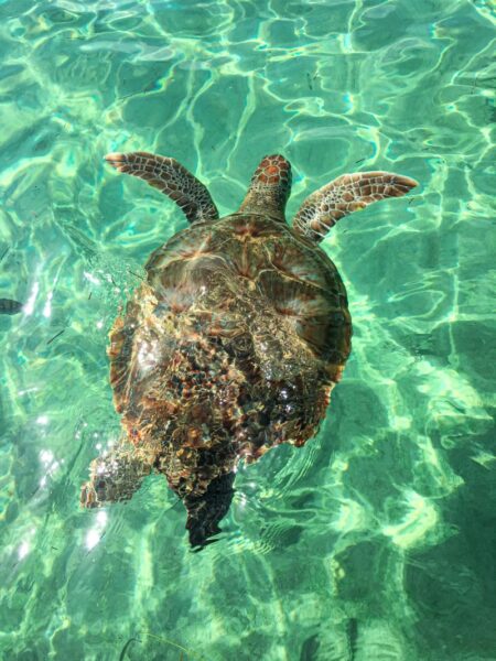 Svøm med havskildpadder, delfiner og hvalhajer i Mexico