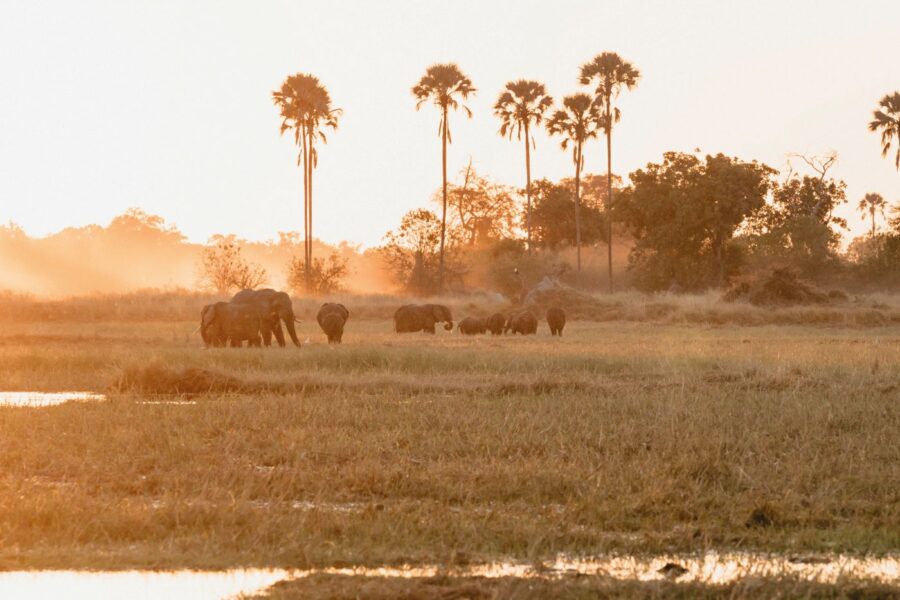 Elefantflok og morgendis på Eagle Island Lodge, a Belmond Safari, Botswana