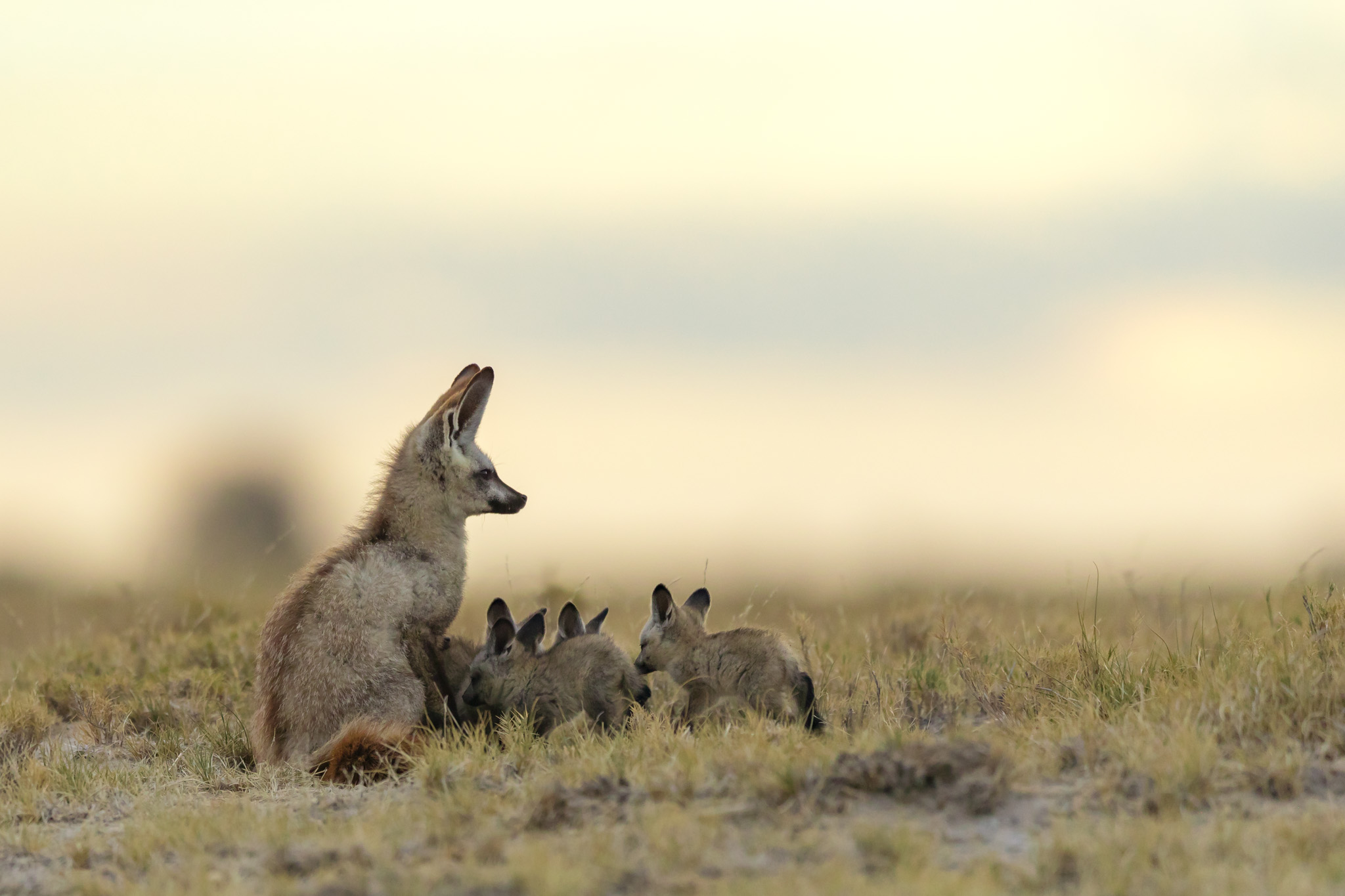 Øreræv med unger, San Camp, Botswana