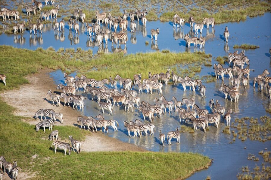 Zebra migration, San Camp, Botswana
