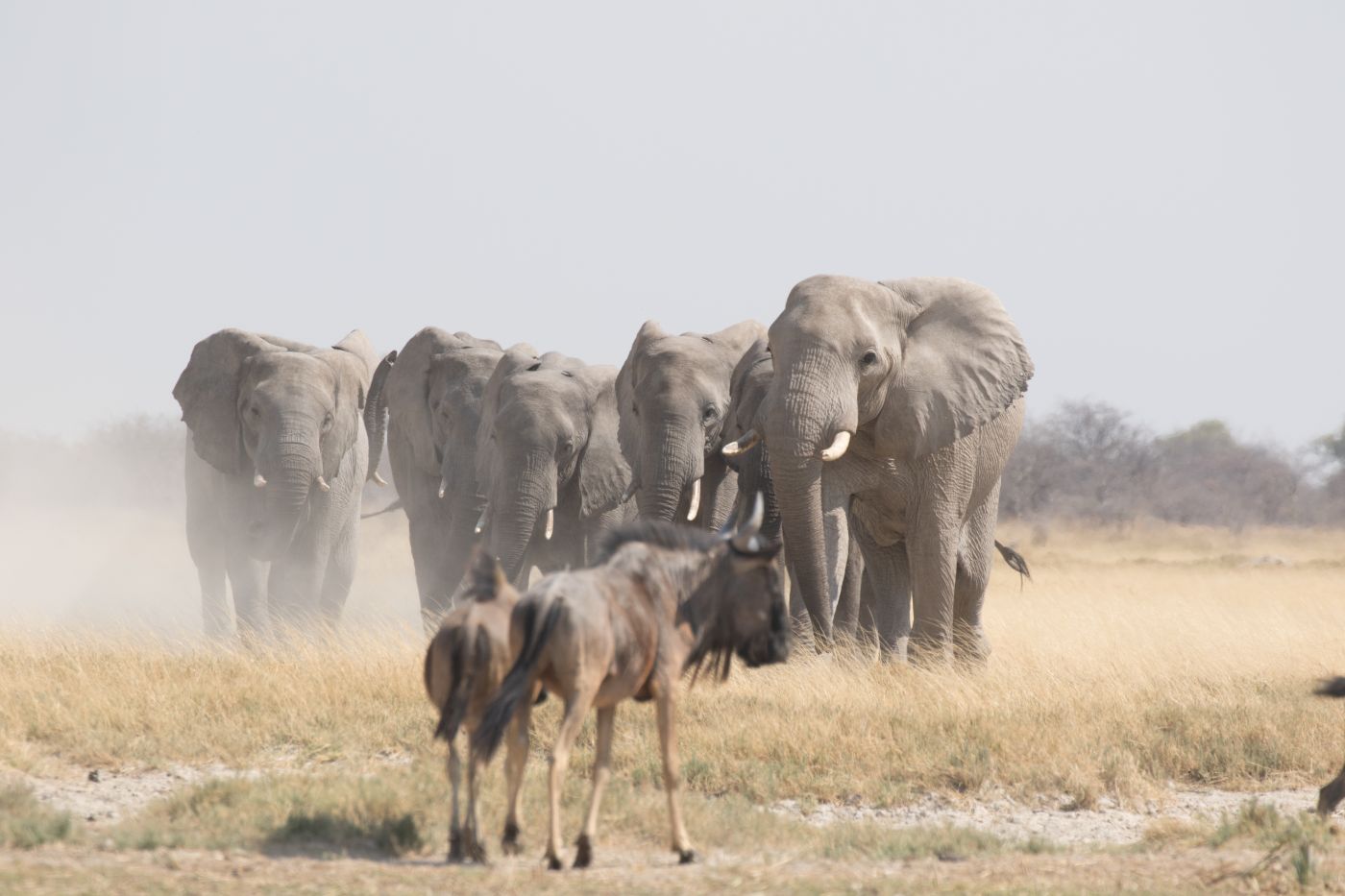 Elefanter og gnuer, San Camp, Botswana
