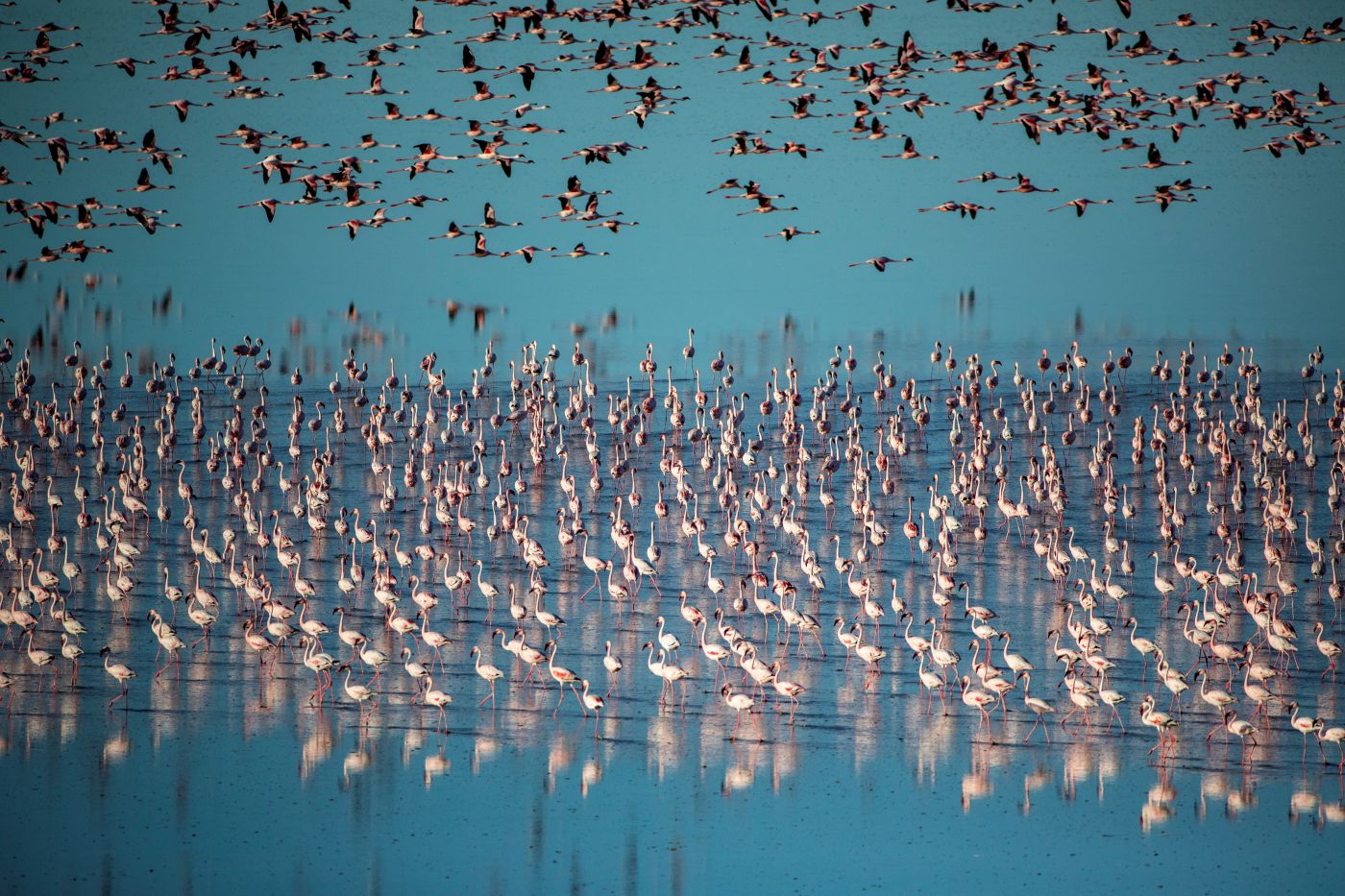 Flamingo migration, San Camp, Botswana
