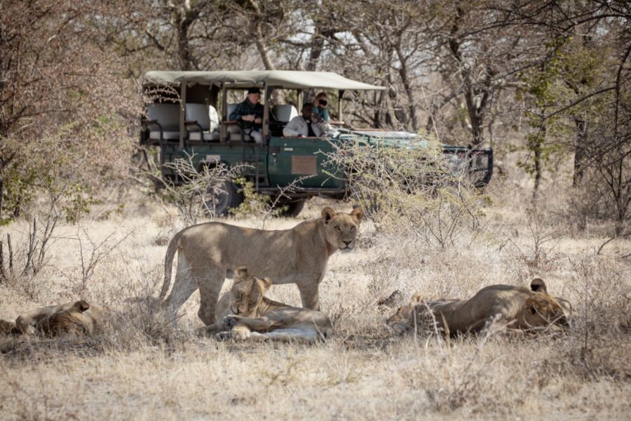 Game Drive, San Camp, Botswana