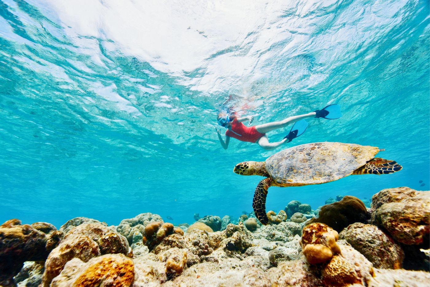 Kvinde snorkler med havskildpadde i Mexico