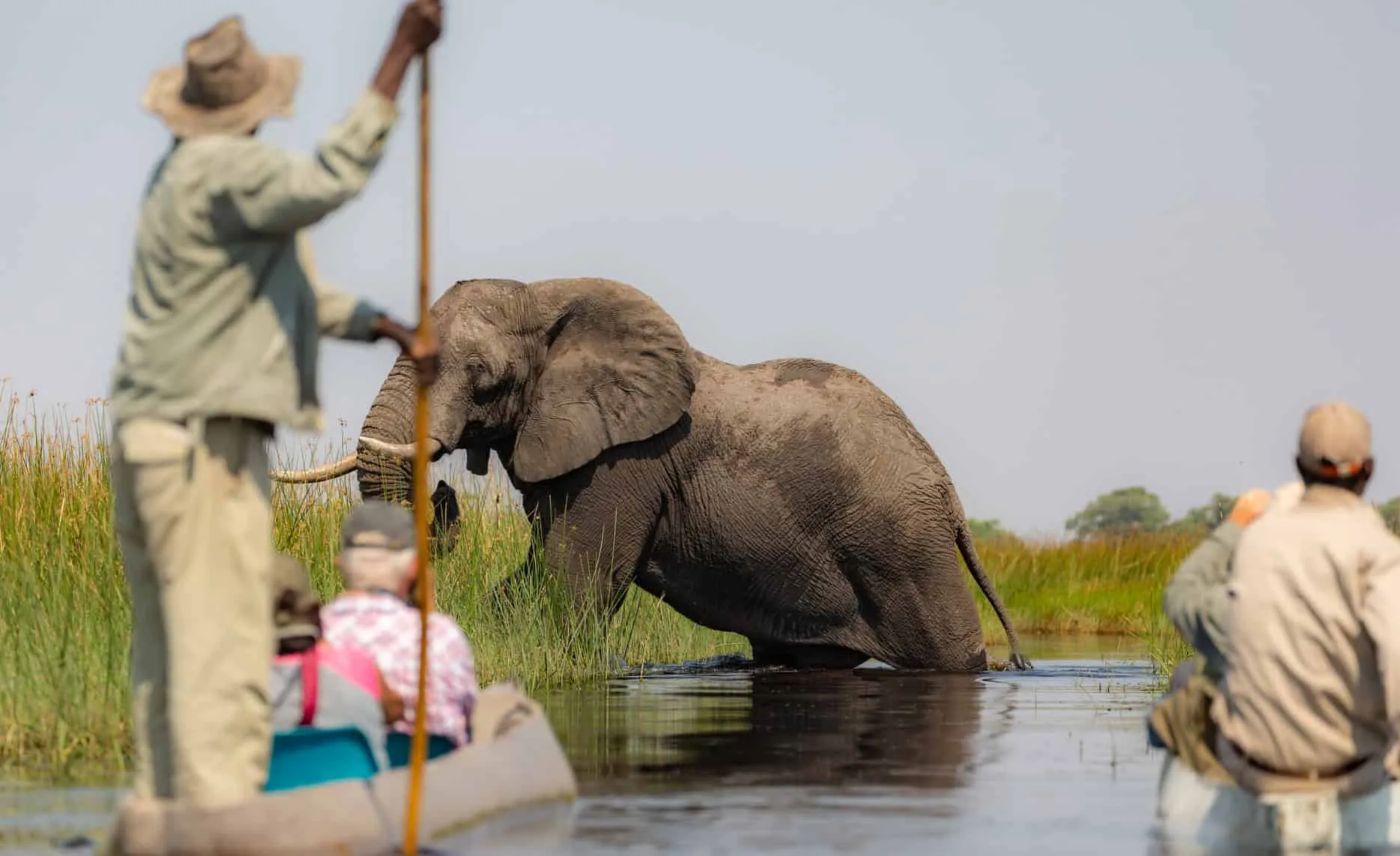 Oplev dyrelivet fra en mokoro på Atzaró Okavango Camp i Botswana, Afrika