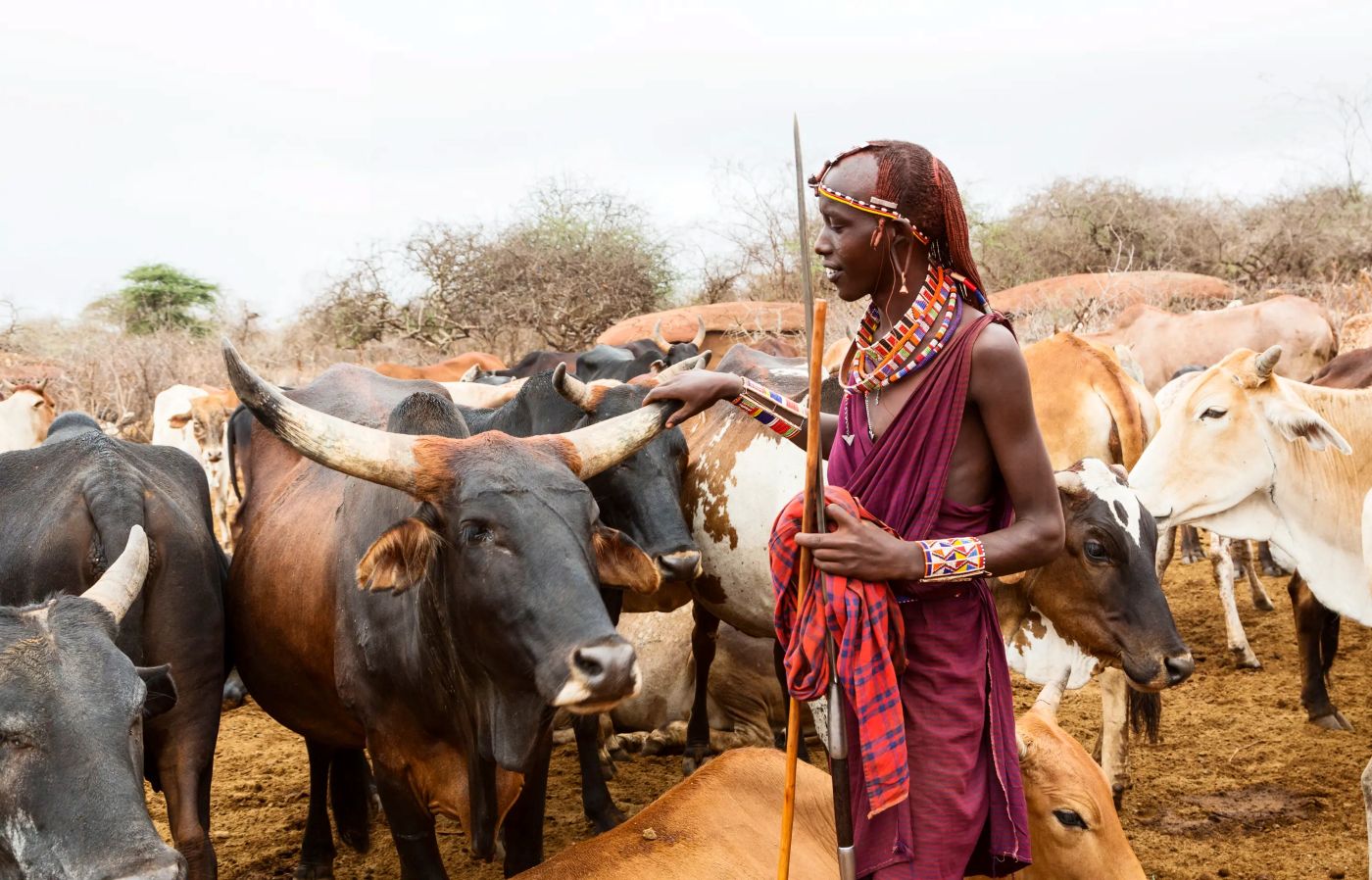 En masai med landsbyens kvæg i Tanzania, Afrika