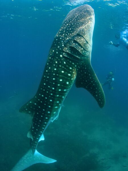Dyk eller snorkel med de fascinerende hvalhajer under ferien